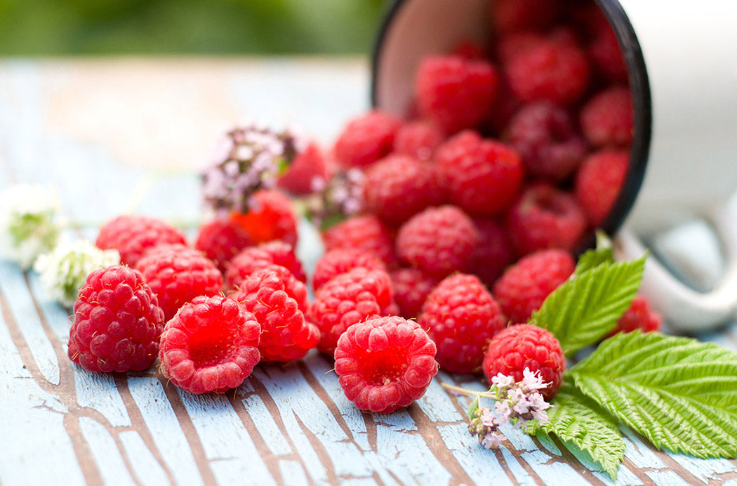 Raspberry - Prelude, Everbearing