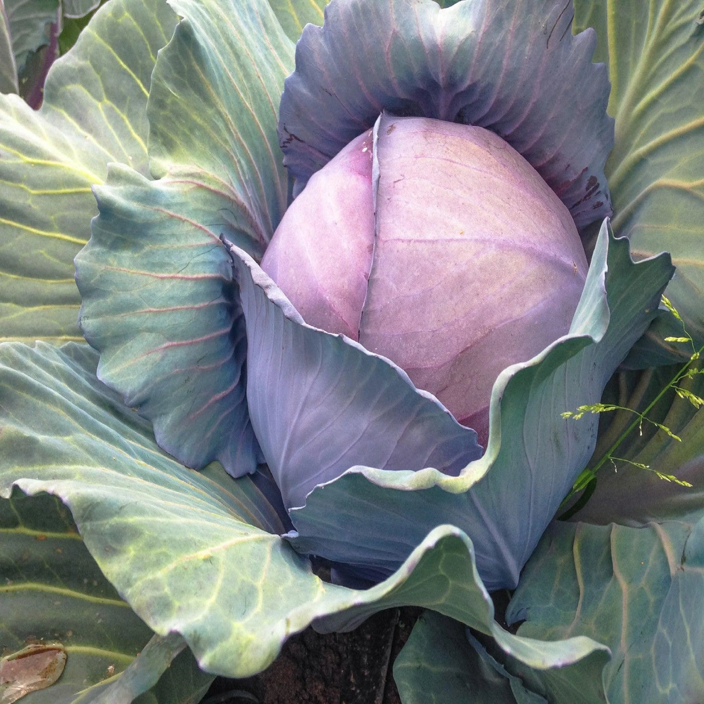 Cabbage Red Express - Pacific Westcoast Seeds