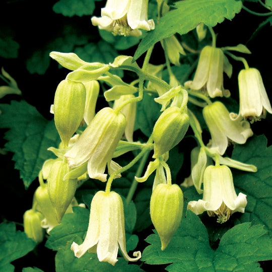 Clematis Rehderiana