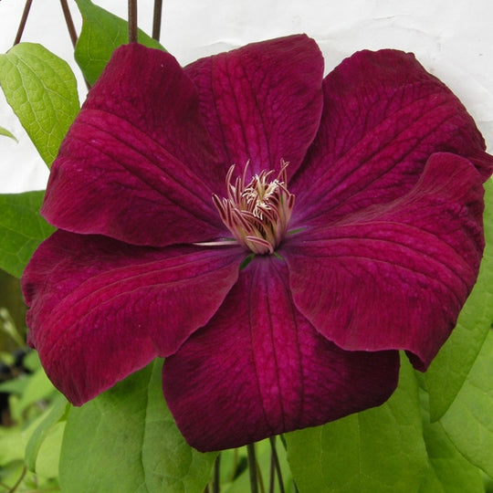 Clematis Rouge Cardinal