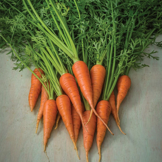 Carrot Short 'n Sweet - Burpee Seeds