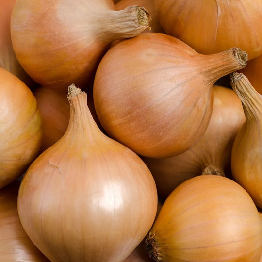 Onion Sweet Spanish - Mr. Fothergill's Seeds