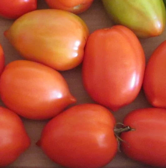 Tomato Maria's - Eagleridge Seeds