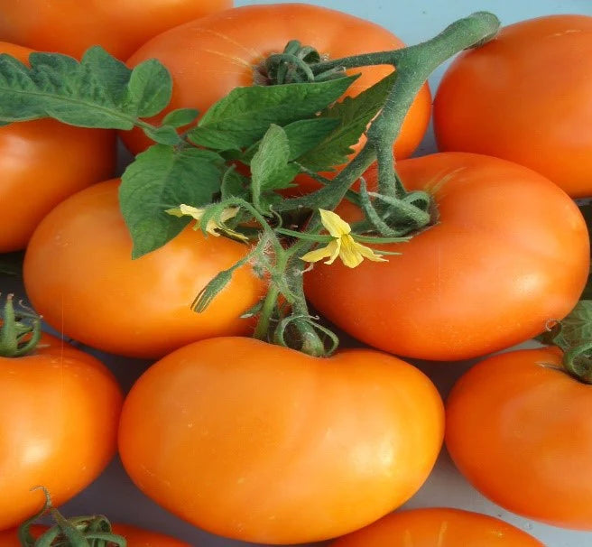 Tomato Woodle Orange Main Season Bush - Eagleridge Seeds