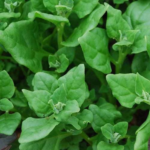 Spinach New Zealand - Pacific Northwest Seeds