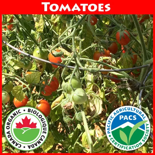 Tomato Farthest North Cherry - Good Earth Farms