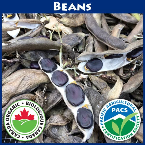 Beans Fava Purple - Good Earth Farms