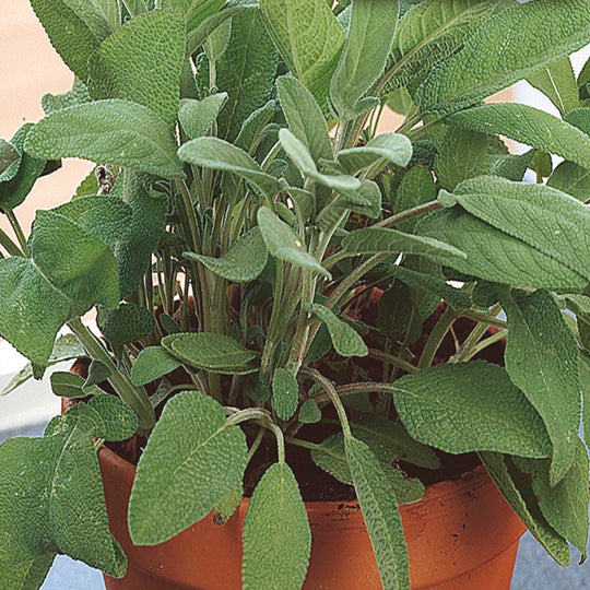 Sage, Sow Easy - McKenzie Seeds