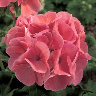 Geranium Maverick Salmon - Pacific Northwest Seeds