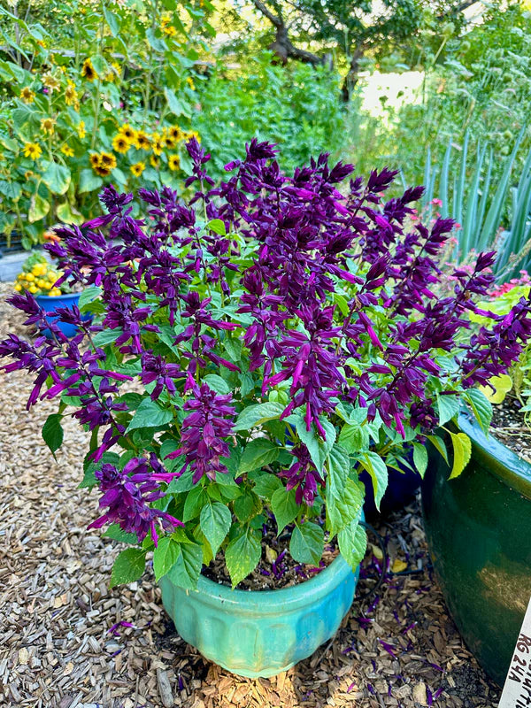 Salvia Estella Purple - Renee's Garden Seeds