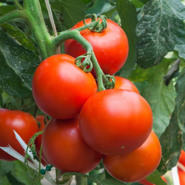 Tomato San Fran Fog - Eagleridge Seeds