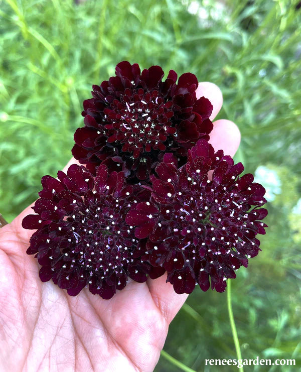 Dark Night Heirloom Scabiosa - Renee's Garden