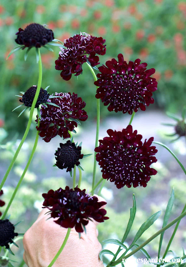 Dark Night Heirloom Scabiosa - Renee's Garden