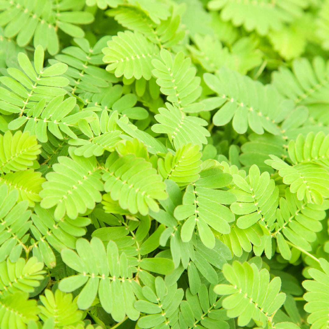 Sensitive Plant Mimosa Pudica - Ontario Seed Company