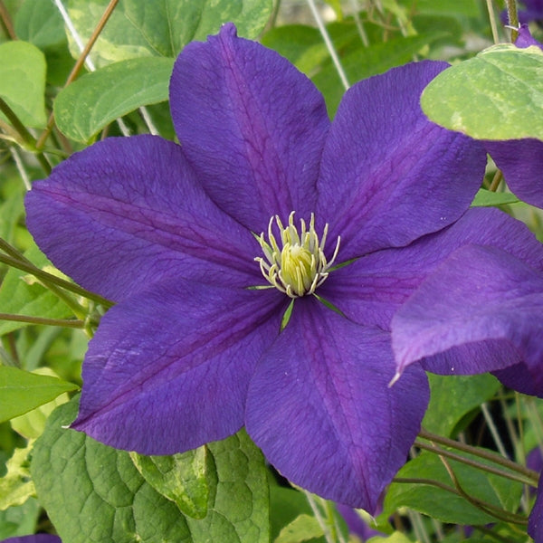 Clematis Serenata