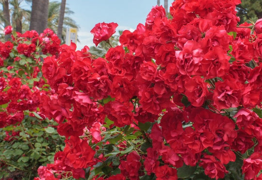 Sevillana - Star Roses and Plants