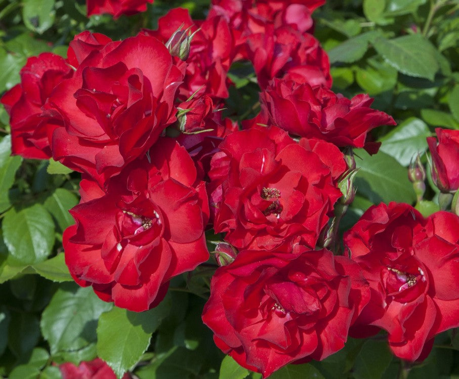 Sevillana - Star Roses and Plants