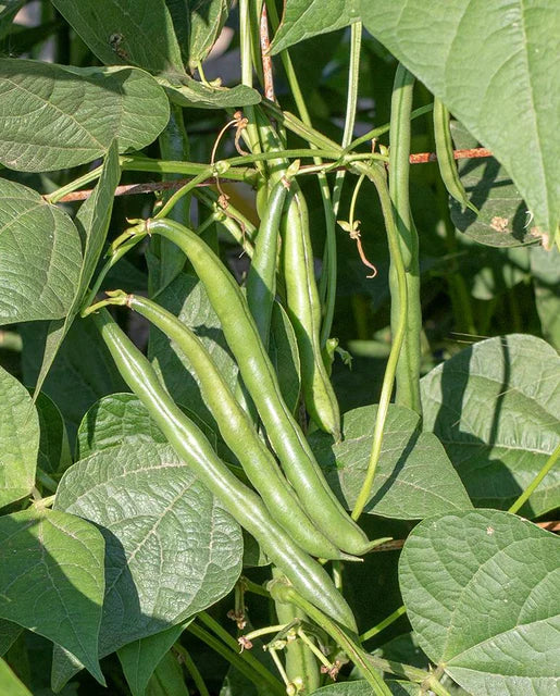 Pole Bean Seychelles - West Coast Seeds