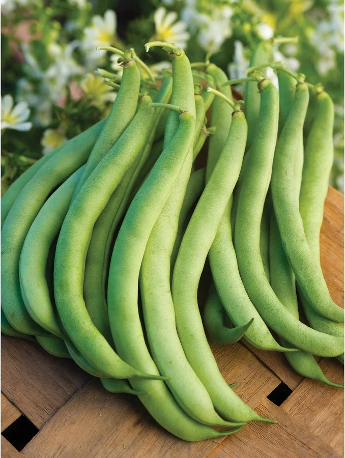 Organic Burpee's Stringless Green Pod - Burpee Seeds