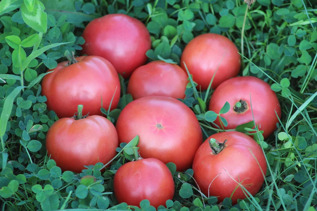 Tomato Silvery Fir - Eagleridge Seeds