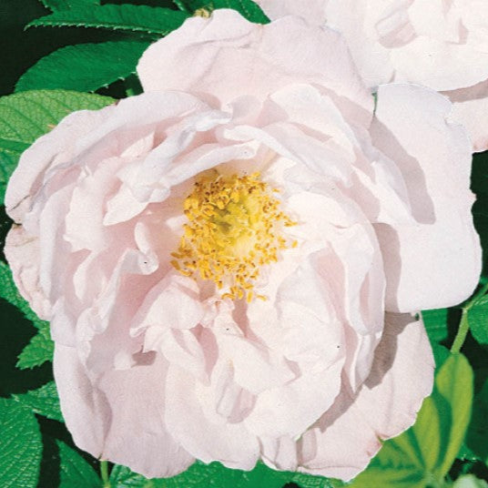 Snow Pavement - Weeks Rose