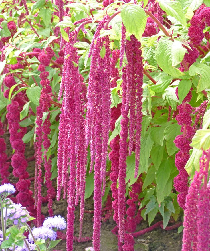 Amaranth Love Lies Bleeding, Sow Easy - McKenzie Seeds – Wildwood ...