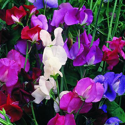 Sweet Pea Early Spencer - Pacific Northwest Seeds