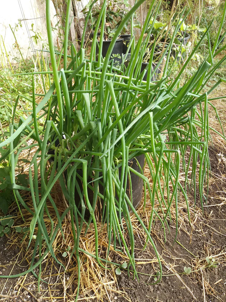 Sperling Toga Bunching Onions - Eagleridge Seeds