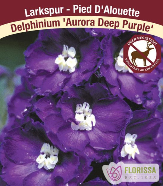 Delphinium - Aurora Deep Purple, 1 Pack