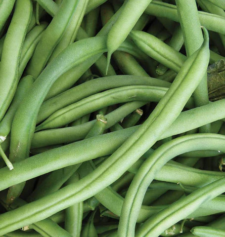 Beans Stringless Green Pod - Pacific Northwest Seeds