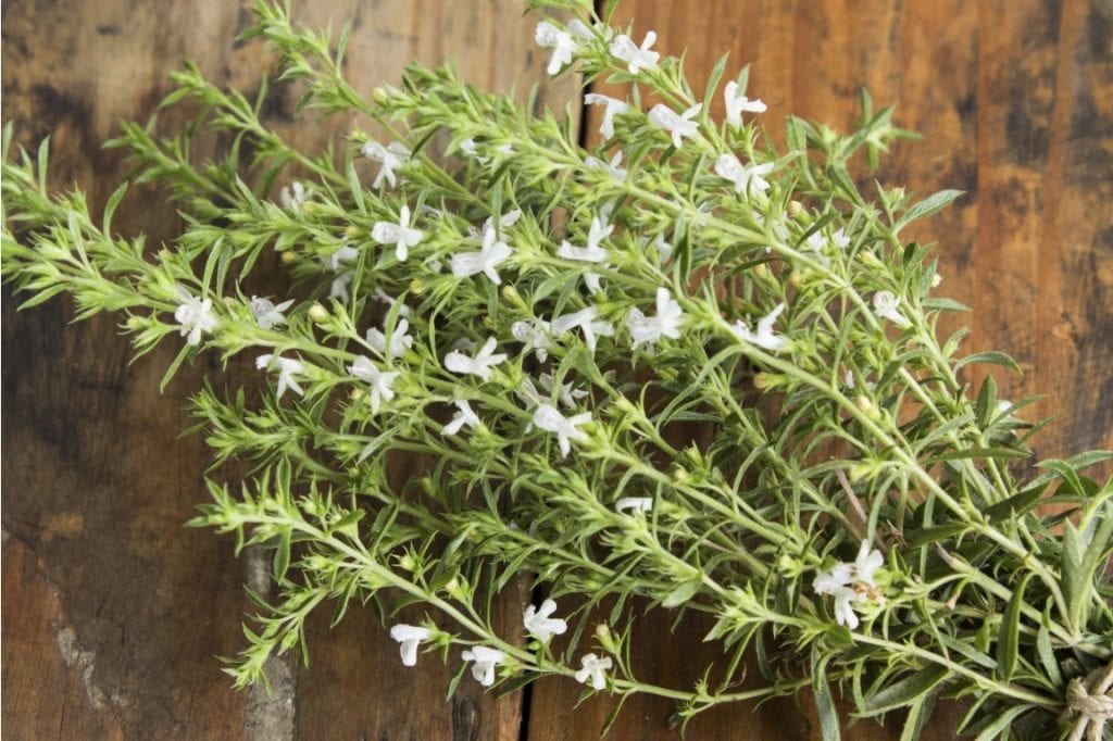 Summer Savory - Pacific Northwest Seeds