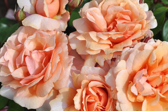 Sunbelt® Soul Sister - Star Roses and Plants