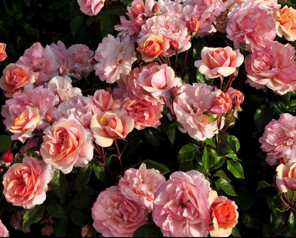 Sunbelt® Soul Sister - Star Roses and Plants