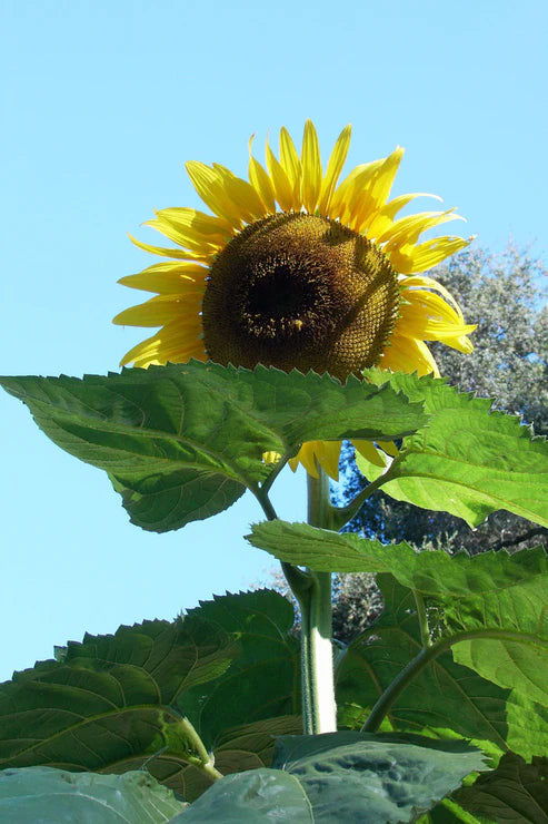 Sunflower Sunzilla - Renee's Garden