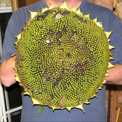 Sunflower Sunzilla - Renee's Garden