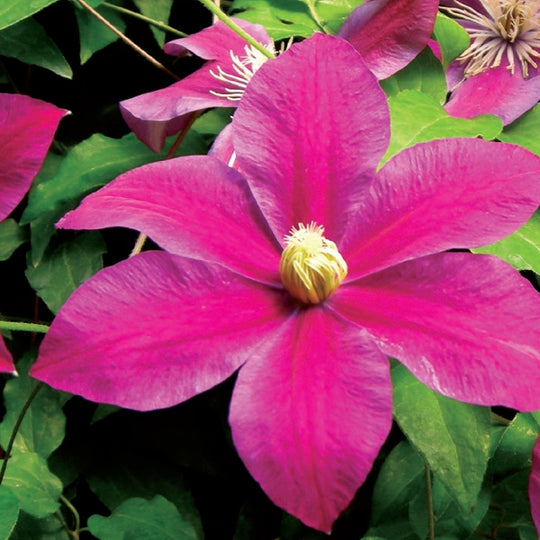 Clematis Sunset