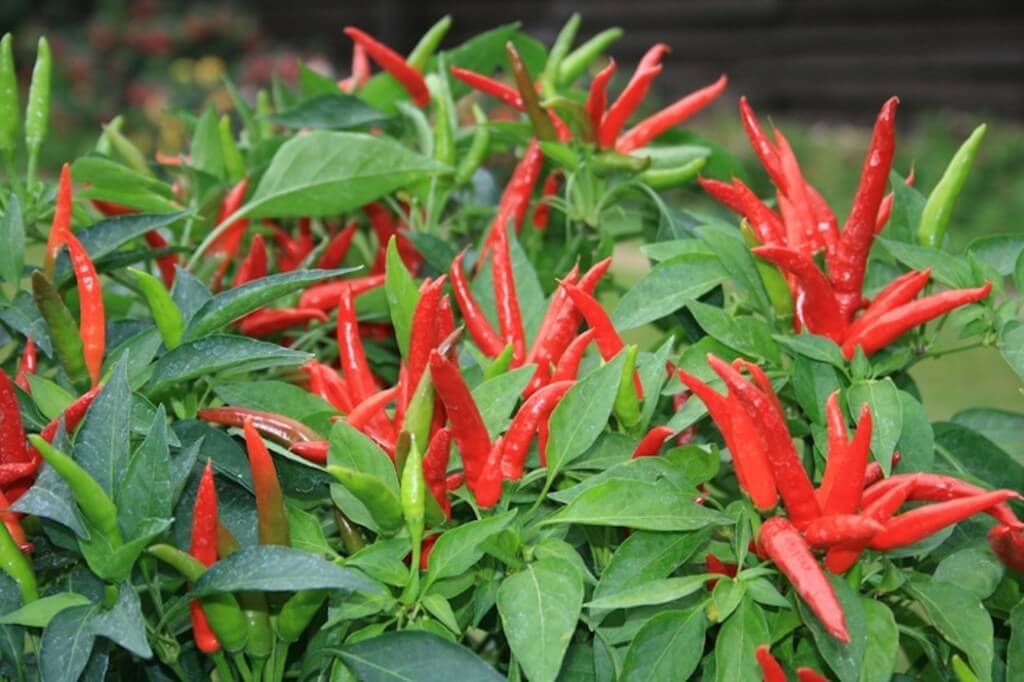 Pepper Super Chili - Pacific Northwest Seeds