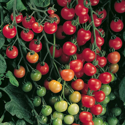 Tomato Supersweet - West Coast Seeds