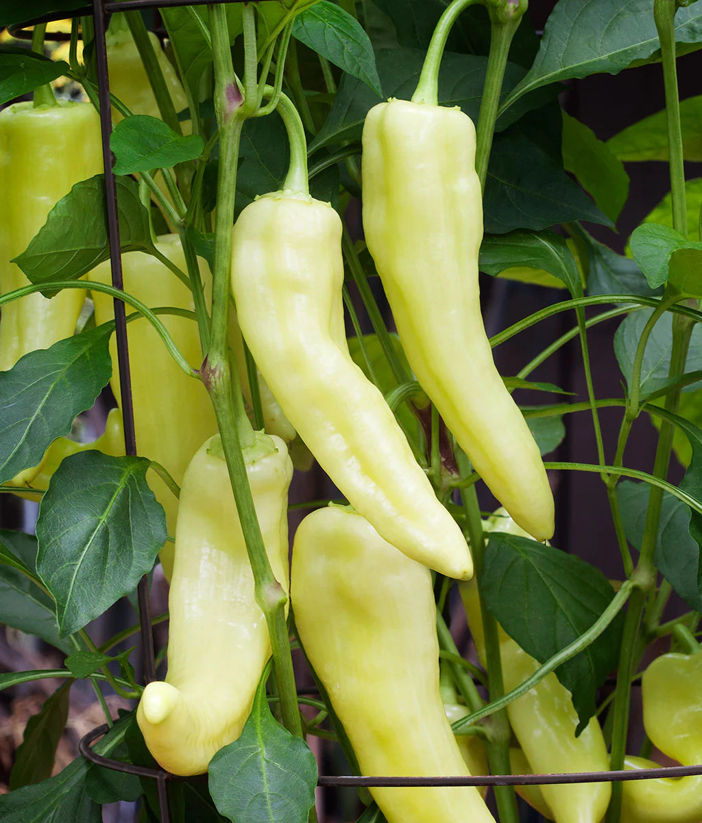 Pepper Banana Long Sweet - Pacific Northwest Seeds