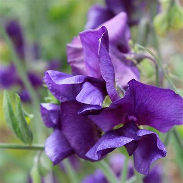 Sweet Pea Royal Blue - Pacific Northwest Seeds