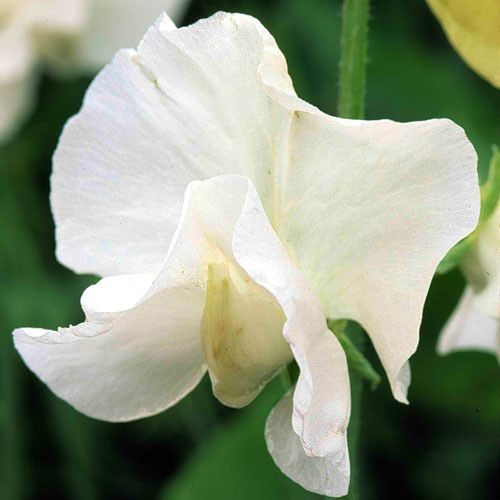 Sweet Pea Royal White - Pacific Northwest Seeds