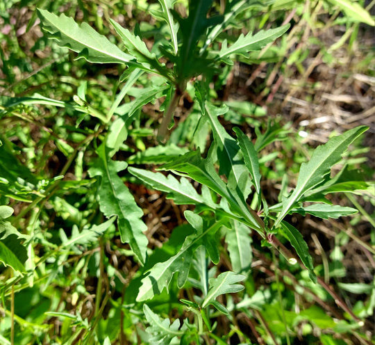 Sylvetta Arugula - Eagleridge Seeds