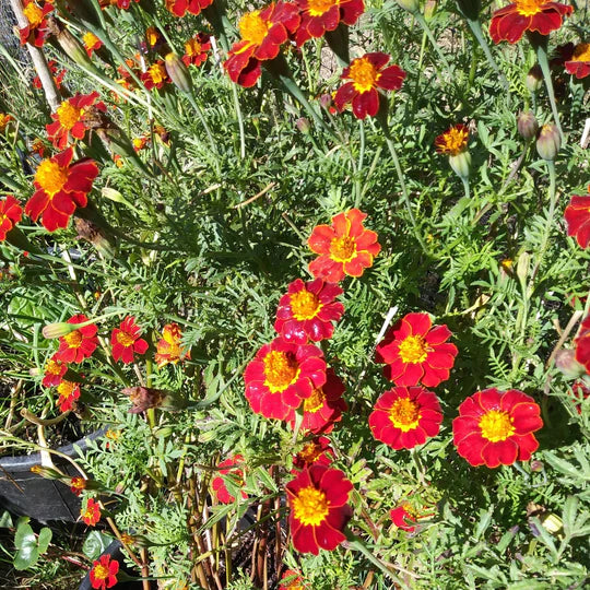 Marigold Taj Mahal - Eagleridge Seeds