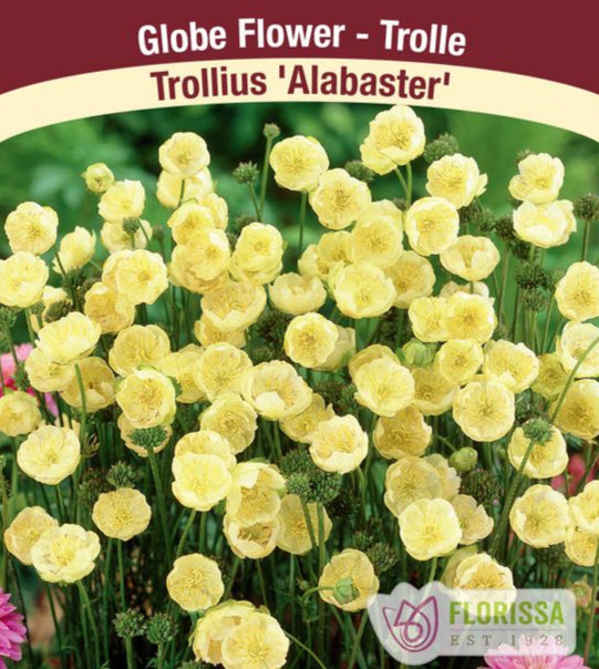 Trollius - Alabaster, 1 Pack