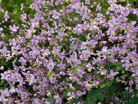 Thalictrum - Rochebrunianum, 1 Pack