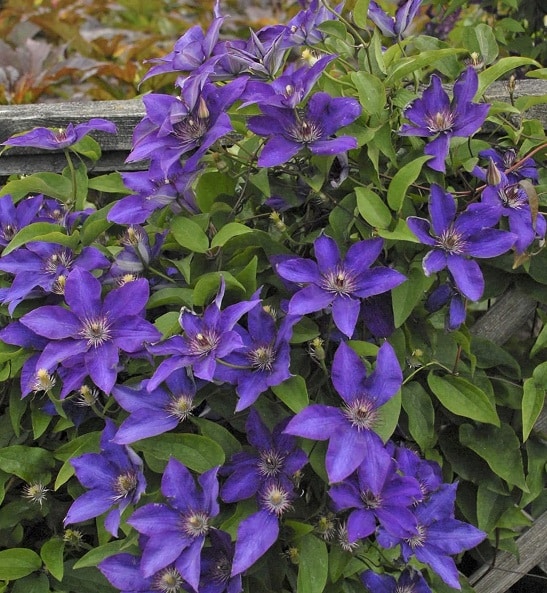 Clematis The President