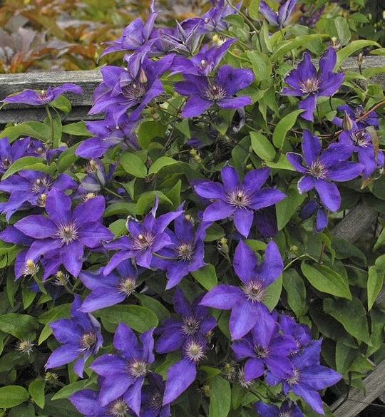 Clematis The President