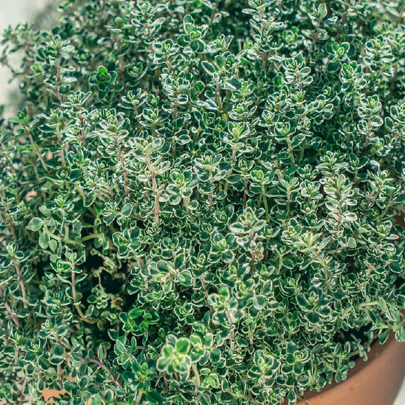 Thyme, Sow Easy - McKenzie Seeds