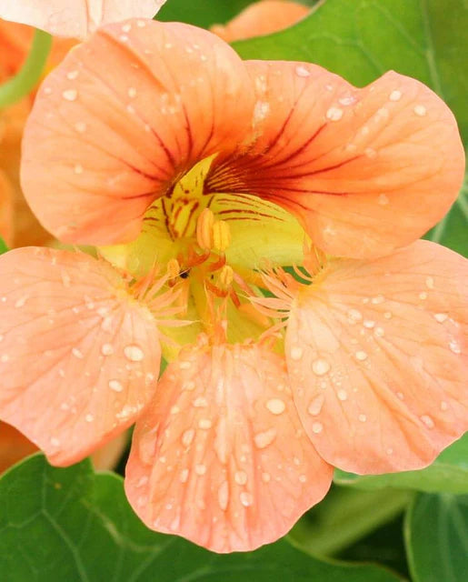 Nasturtium Tip Top Alaska Salmon - West Coast Seeds