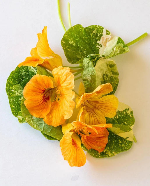 Nasturtium Tip Top Alaska Salmon - West Coast Seeds